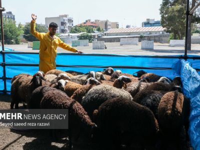 اعلام ۶ جایگاه عرضه و ذبح بهداشتی دام همزمان با عید قربان در شیراز