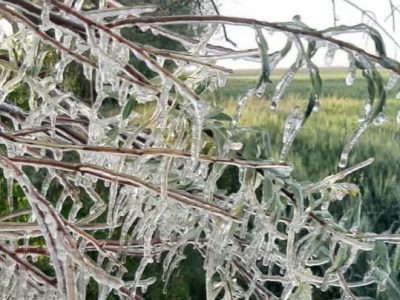 تازیانه سرما بر جان مزارع کشاورزی دشت نمدان اقلید