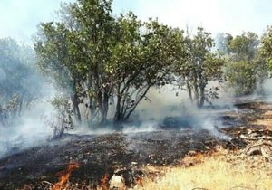 مهار آتش سوزی در جنگل های بلوط کوه چنار فارس