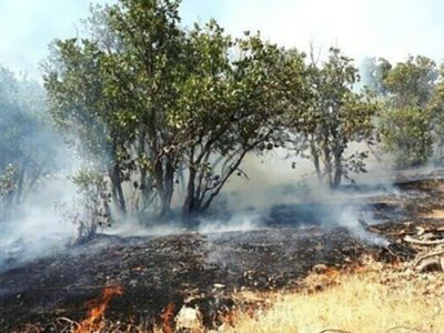 مهار آتش سوزی در جنگل های بلوط کوه چنار فارس