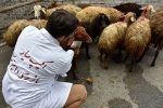 نظارت ۱۱۳ گروه بهداشتی و شرعی بر ذبح دام در عید قربان فارس
