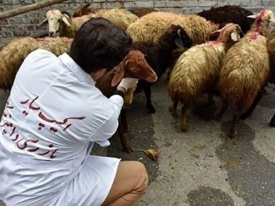 نظارت ۱۱۳ گروه بهداشتی و شرعی بر ذبح دام در عید قربان فارس
